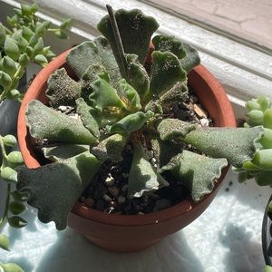 Live Crinkle Leaf Plant